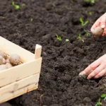 hoe-aardappelen-voeden-tijdens-het-planten-voor-een-grote-oogst.webp.webp