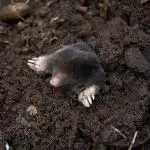 Breng het aan de kook en giet het op de