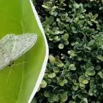 Buxus vuurvlieg vreest het als wierook van de duivel: hoe