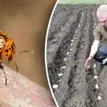 De coloradokever komt niet in de buurt: wat te planten
