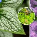 Deze bloemen groeien goed in de schaduw: wat te planten