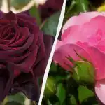 Deze rozen zullen elke tuin versieren: 5 mooiste en pretentieloze