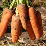 Deze wortelsoorten zijn de beste in Oekraïne: productief, pretentieloos en