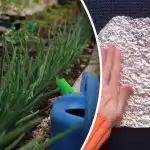 Duiven en muizen zijn gevreesd als vuur - een goedkope