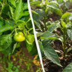 Ervaren moestuiniers planten slechts twee paprika's per gat: wat zijn