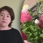 Haast je niet met bemesten: wanneer moet je hortensia's voeden om bloei te voorkomen? Haast je niet met bemesten: wanneer moet je hortensia's voeden