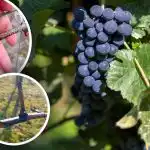 Het "huilen van de wijnstok" is begonnen: hoe druiven te