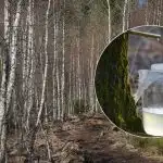 Hoe je berkensap op de juiste manier verzamelt: de belangrijkste