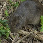 hoe-je-van-knaagdieren-afkomt-in-je-tuin-en-moestuin.webp.webp