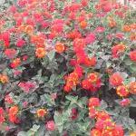 Onderhoudsvrij en bloeit tot de eerste vorst: de beste bloem