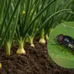 Uienvlieg komt niet binnen een meter van aanplant: waar moet