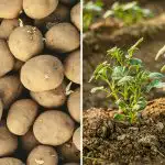 Waarom de aardappelen van je buurman beter zijn: het komt