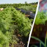 Weelderige dille ontstaat alleen op deze manier: wat naast elkaar