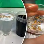 Zaden voorbereiden voor het zaaien: wat je moet weten